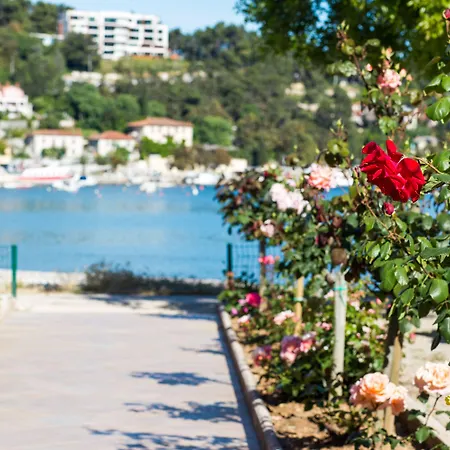 Maslinica Narcis Rabac