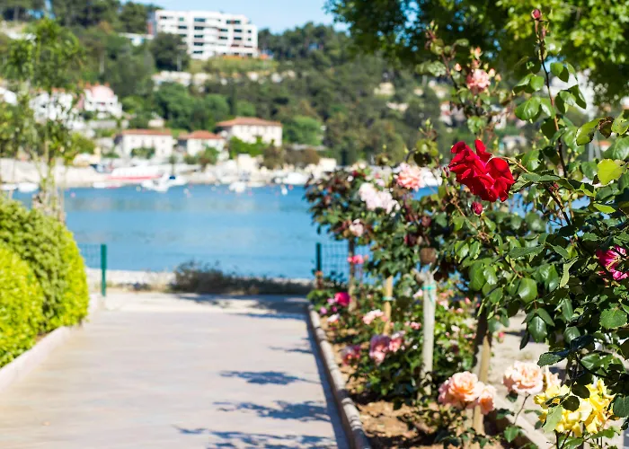 Maslinica Narcis Rabac